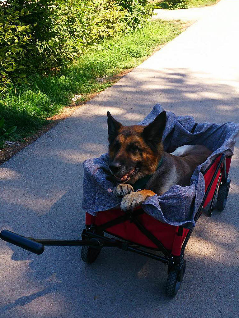 Bojar kam 2013 in die Familie aus dem Tierheim  als Hospizhund. Er hatte zu diesem Zeitpunkt eine Lebenserwartung von 3-6 Monaten. Wir durften ihn bis 2016 pflegen. Als Bojar kaum noch laufen konnte, durfte er im Bollerwagen mitfahren. Familie  Bach