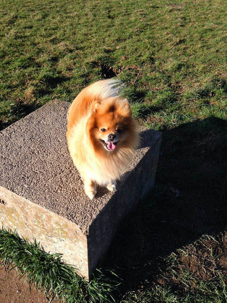 Mein Lieblingstier ist Hund Camillo. Das Bild entstand bei einem Spaziergang im LGS-Gelnde vor zwei Jahren.Helena Friedlein, Haltingen