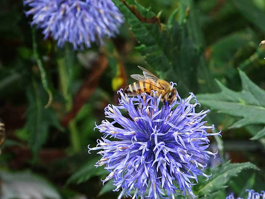 Mein Lieblingstier ist die Biene. Gerne besucht sie unseren Garten, weil auf den Wiesen nichts zu finden ist. Monokultur ist der Tod der Insekten.Gerd Mutter