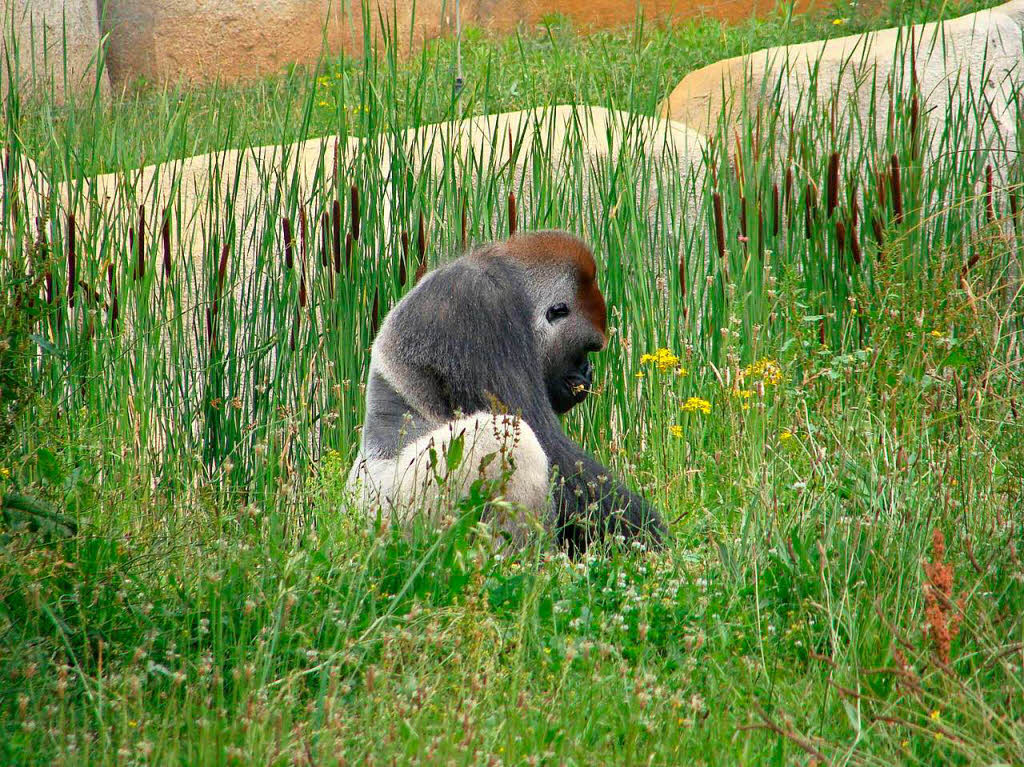 Mein Lieblingstier ist der Gorilla, den ich im Gras sitzend in Sdfrankreich vor die Linse bekam. Es ist ein prchtiger Silberrcken.Gerd Mutter