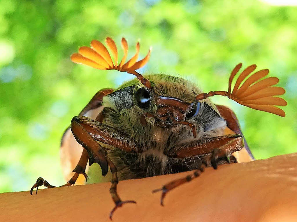 Meine Lieblingstiere vor der Kamera sind Insekten. Der Maikfer sieht einfach zum Knuddeln aus. Das Foto entstand im Mai 2018 am Kaiserstuhl. Dort wimmelte es nur so von Maikfern.Dagmar Hitzfeld