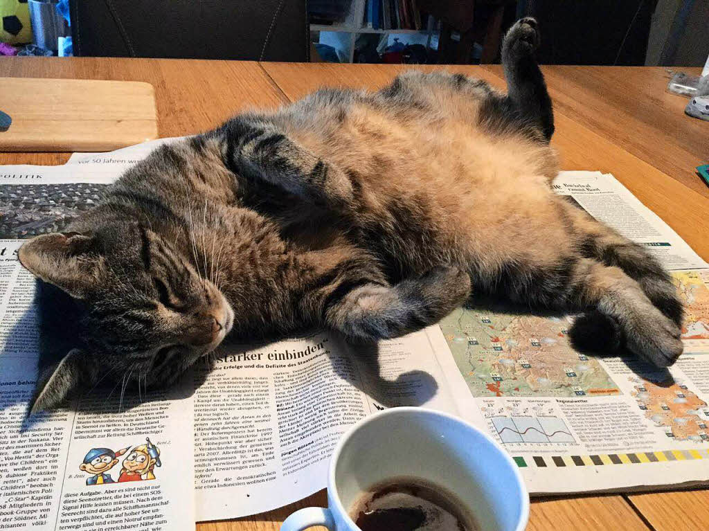 Mein Lieblingstier, Kater Sammy. Leidet am Aufmerksamkeits-Defizitsyndrom. Vor allem wenn die BZ meine volle Aufmerksamkeit hat. Jeden Morgen das gleiche Theater.Elke Waller