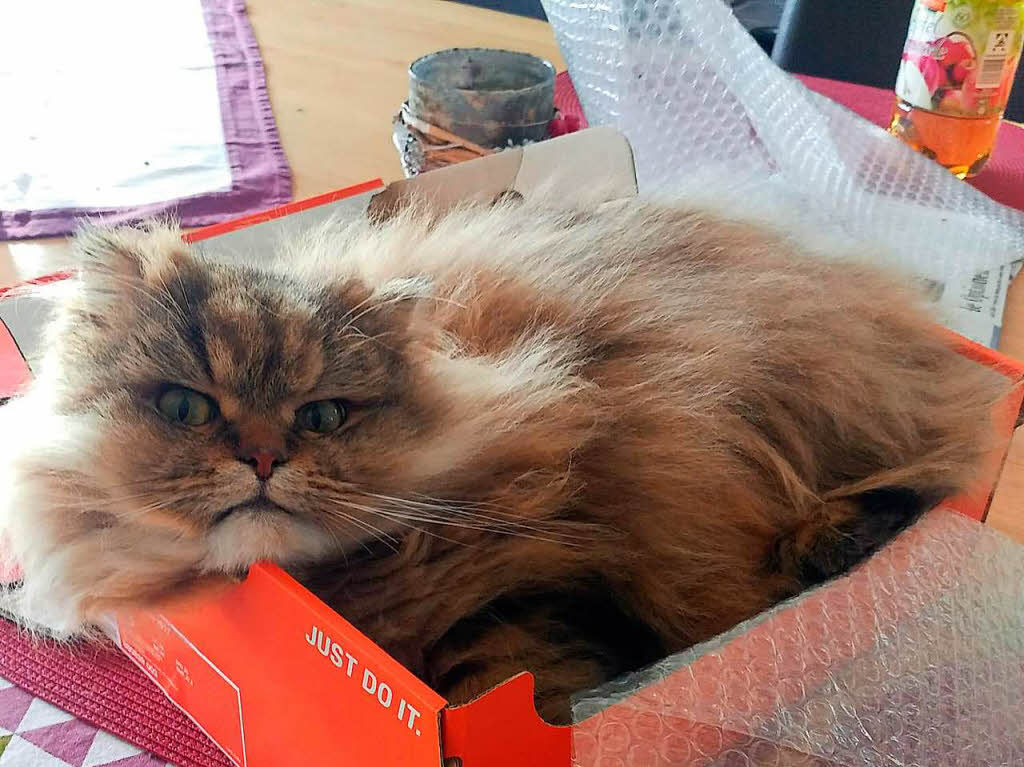 Katze in einer Kiste ... doch ich hab schon platz..... bin ja nicht so dick, sagt die Katze Muffin Manfred Merstetter