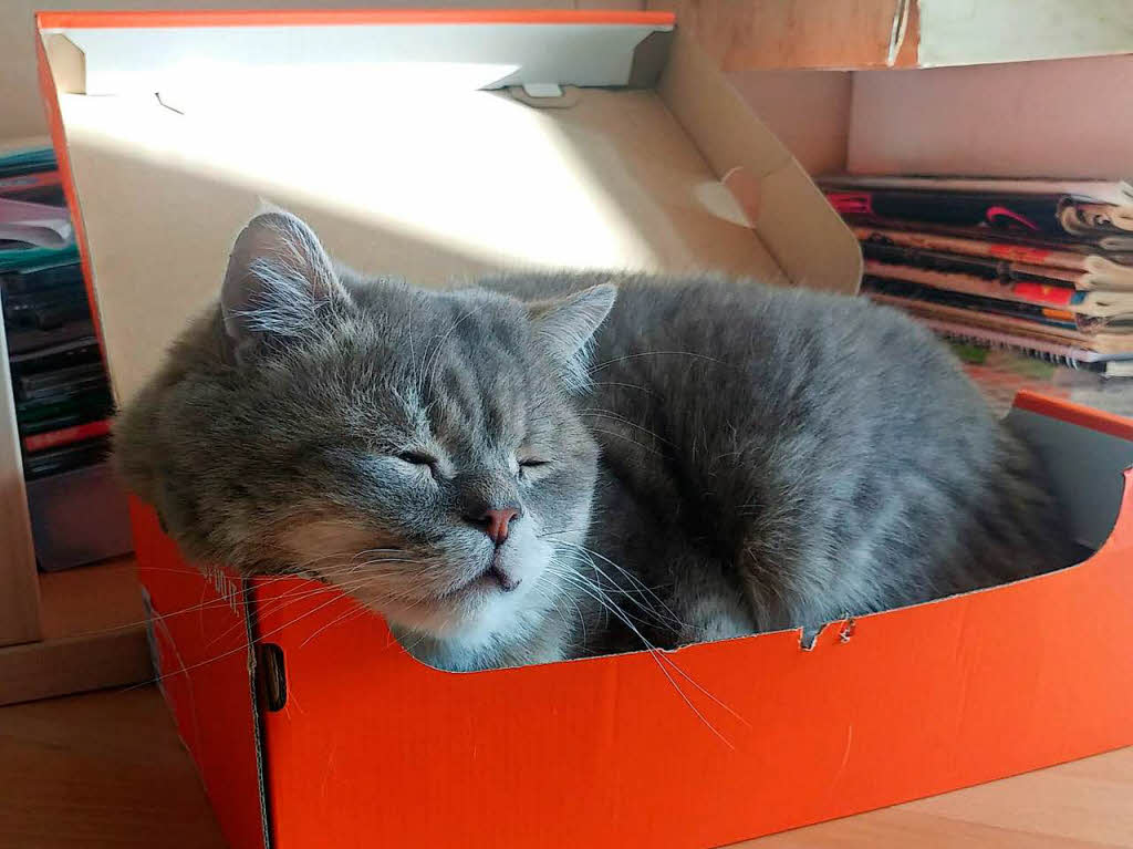 Katze in einer Kiste ... doch ich hab schon platz..... bin ja nicht so dick, sagt die Katze Zizou. Manfred Merstetter