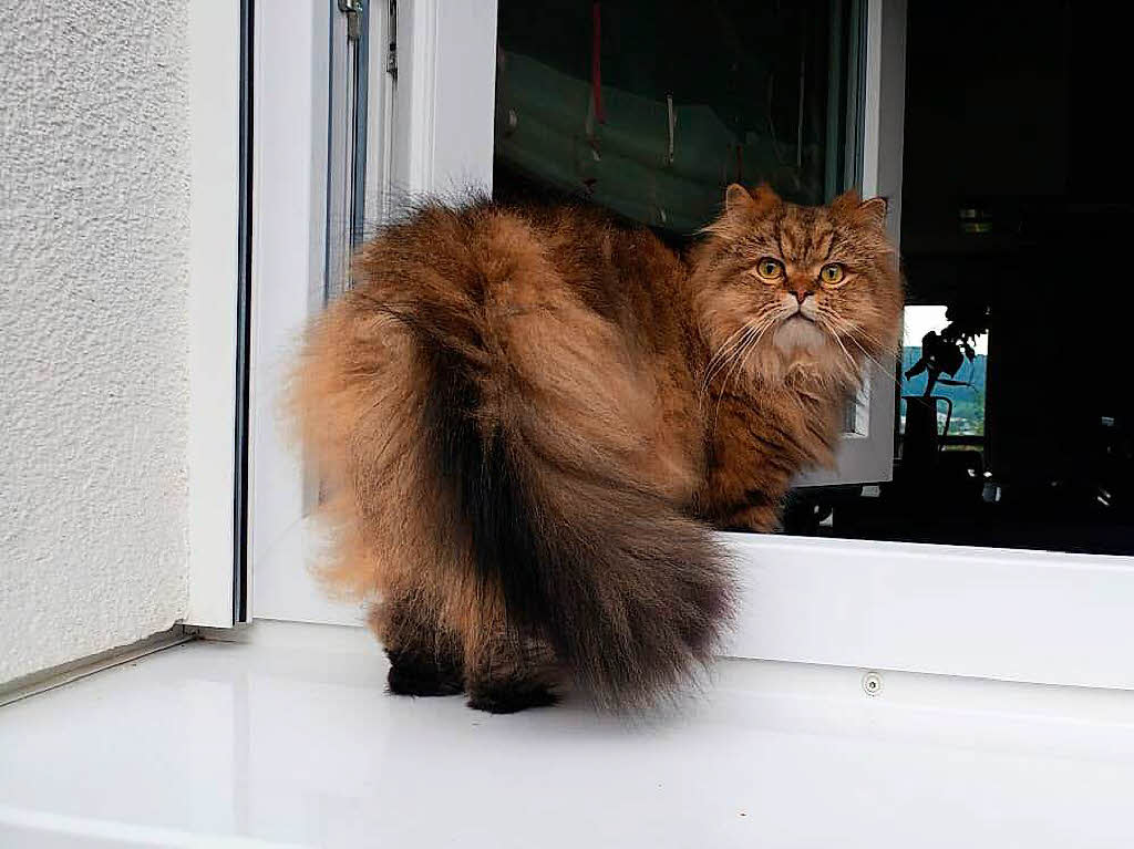 Katze auf dem Fensterbrett......ja ein schner Rcken kann auch entzcken, hier wohne ich....Manfred Merstetter