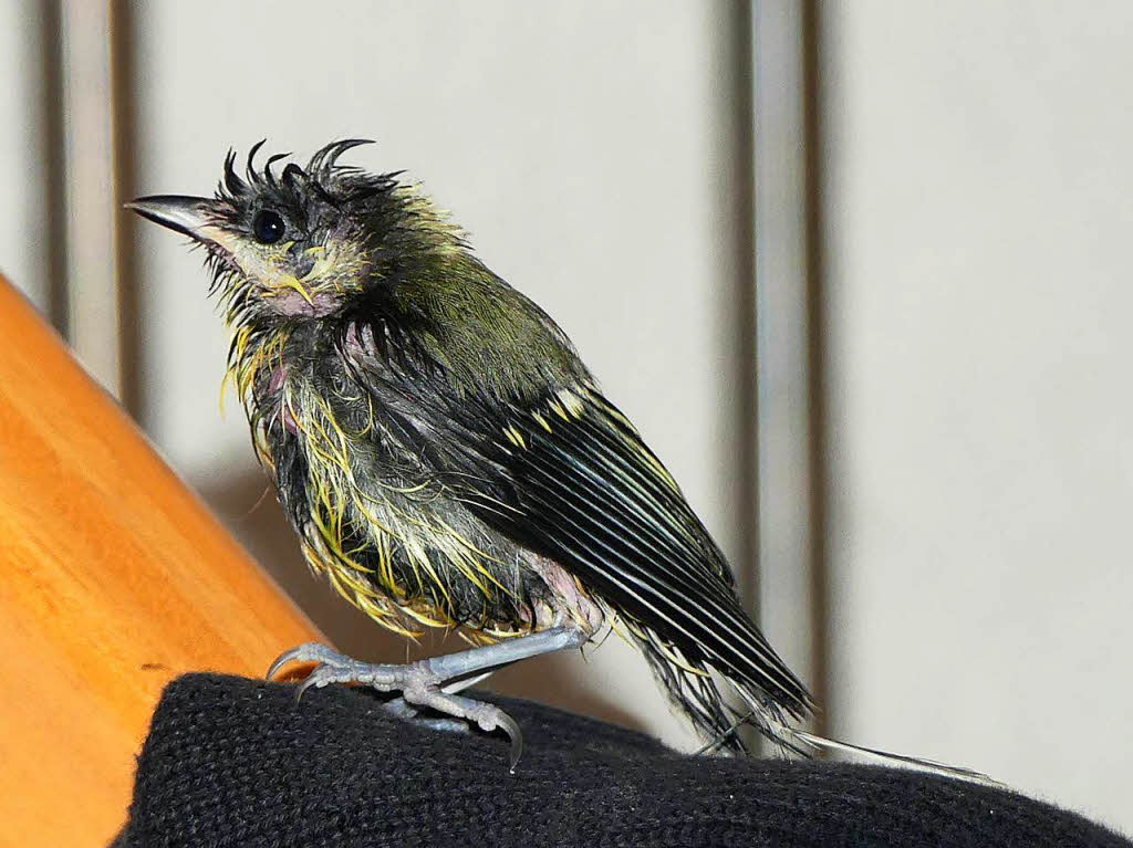 Pfipfi, ein weiblicher Kohlmeisen-Nestling nach einer ihrer geliebten Badepartys im Vogelbad. Wir pppelten die Meise drei Monate lang auf, bis sie gestrkt und vollstndig gefiedert in die Freiheit davonfliegen konnte. Jens Reinacher, Blansingen