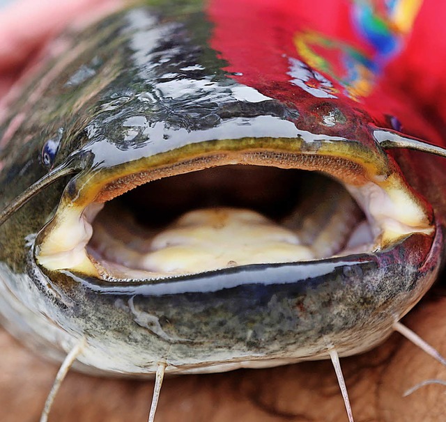 Es verstt gegen das  Tierschutzgeset...nschlieend wieder ins Wasser drfen.   | Foto:  dpa