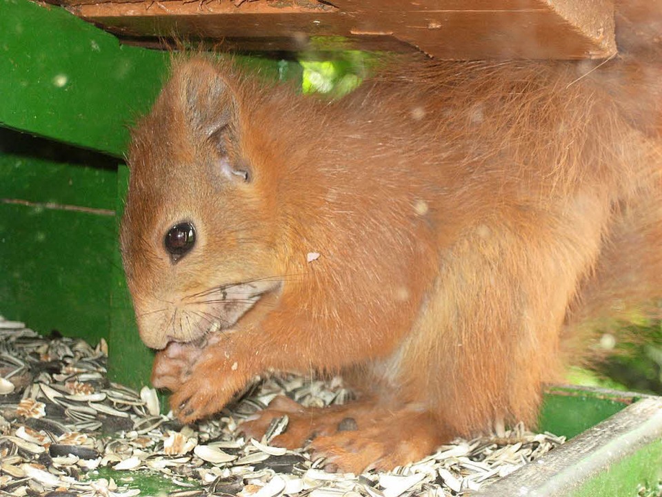 Eichhörnchen-Mundraub.  | Foto: Gudrun Vollmer