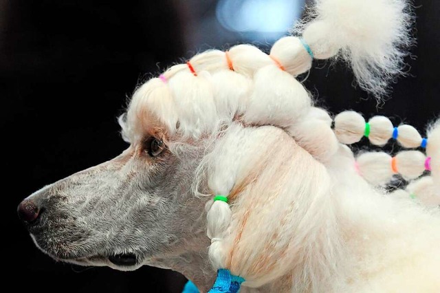 Die Betreuungskosten eines Hundes knnen teilweise als  | Foto: dpa