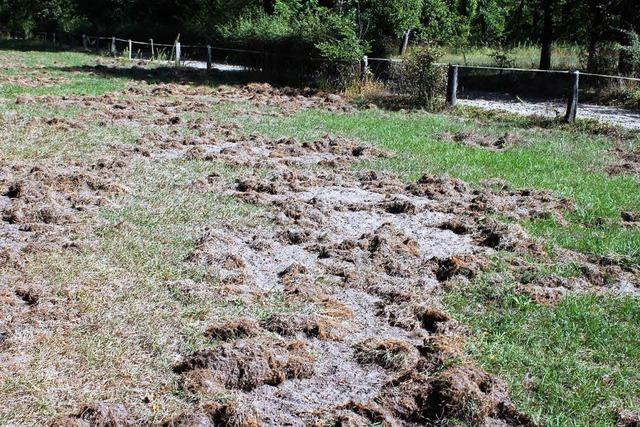 Wildschweine zerstren Pferderennbahn