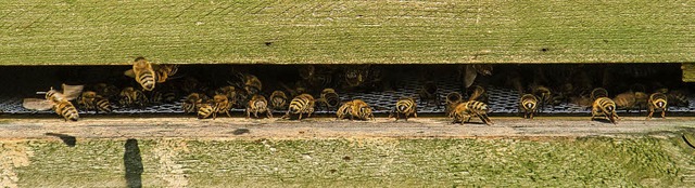 Rund 100000 fleiige Bienchen arbeiten...n Diensten der Emmendinger Stadtwerke.  | Foto: Stadtwerke Emmendingen