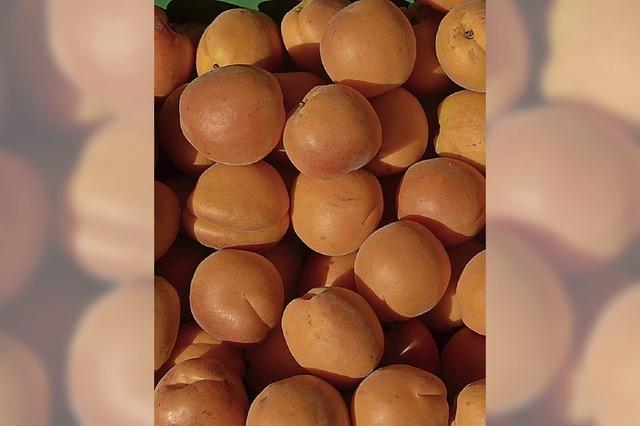 Aargau will Aprikosenanbau ausbauen