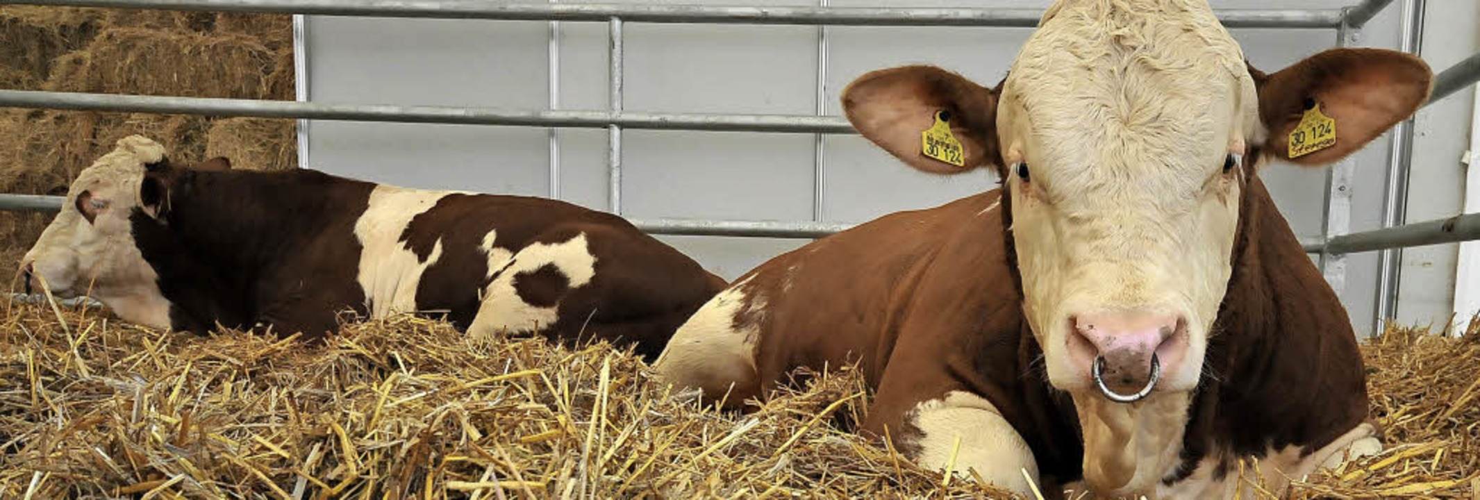 Kühe werden dieses Jahr wieder auf der...uf einer neuen Fachmesse präsentiert.   | Foto: Ingo Schneider