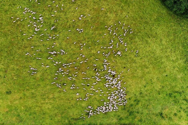 Wie Reiskrner wirken die Schafe auf einer Weide bei der Bruderhalde  | Foto: Philippe Thines