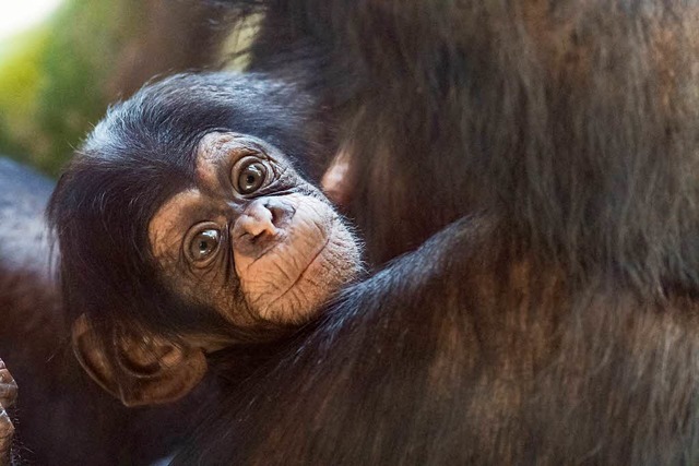Was sind Primaten?  | Foto: Zoo Basel (Torben Weber)