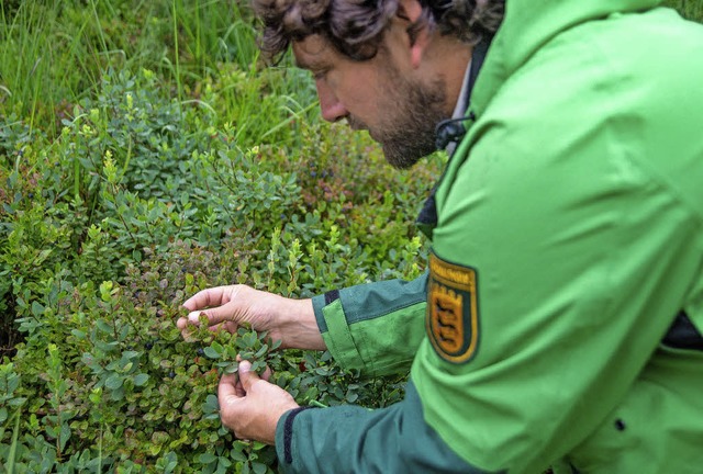 Auf Heidelbeerkontrolle gehen Ranger d...erhalb werden immer wieder berprft.   | Foto: Daniel Mller/Nationalpark