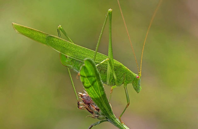 Die gemeine Sichelschrecke kommt aus d...d zirka viermal lnger als ihr Krper.  | Foto: Christine Weirich