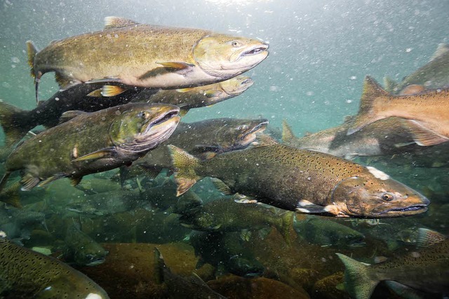 Lachse sind Raubfische und knnten so die chilenische Fischwelt dezimieren.   | Foto: stock.adobe.com