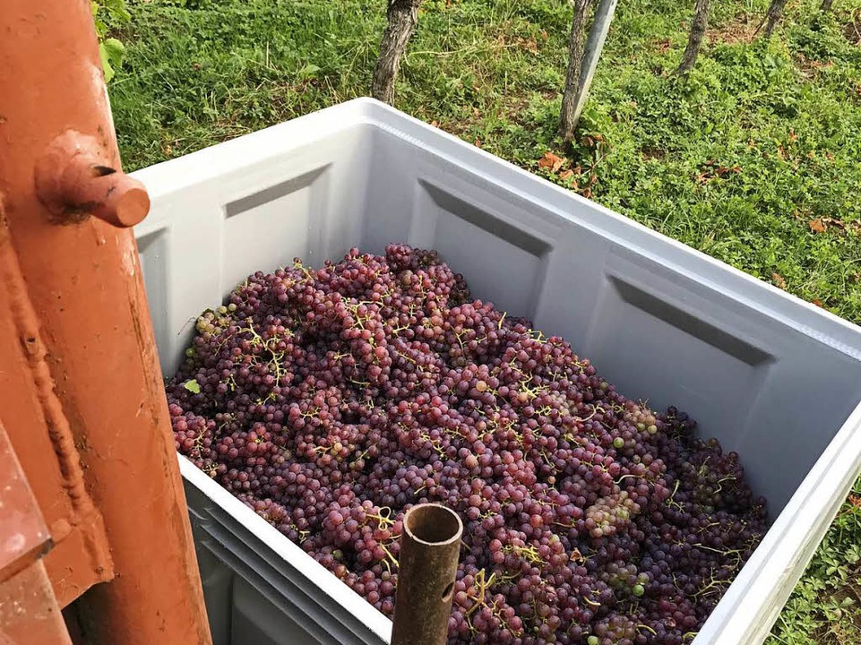 Eine Transportwanne für Weintrauben ha... Fassungsvermögen von rund 400 Litern.  | Foto: Bernhard Amelung