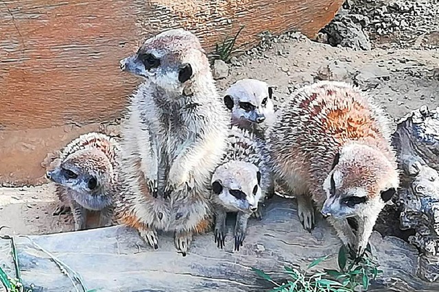 Die Erdmnnchen-Familie im Stadtpark hat Zuwachs erhalten.  | Foto: Stadt Lahr