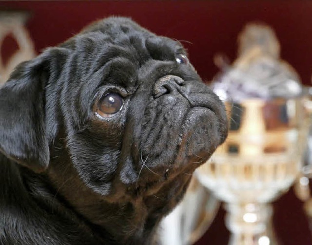 Der Mops Max von Zchterin Katja Ries-... Blick schon deutscher Jugendchampion.  | Foto: David Rutschmann