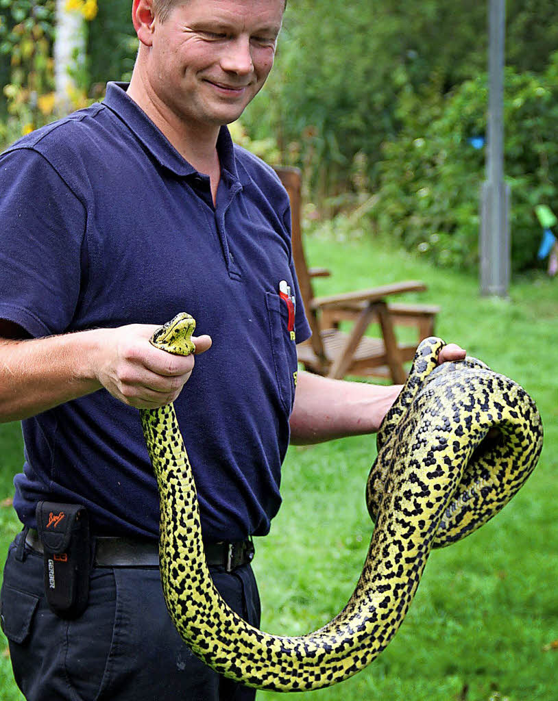 Die Anakonda wurde eingefangen Panorama Badische Zeitung