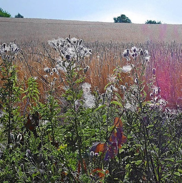 In seinen Werken fngt Joseas R. Helme...s ein, wie hier Disteln am Kornfeld.    | Foto: Helmes