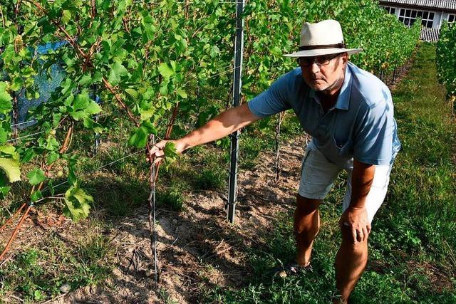 Abgeschnittene Frchte: Unbekannte stehlen Rheinfelder Winzern die Trauben