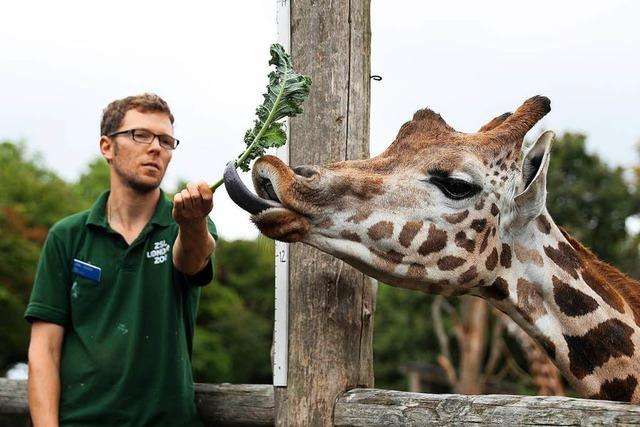 Sind Tiere im Zoo glcklich?