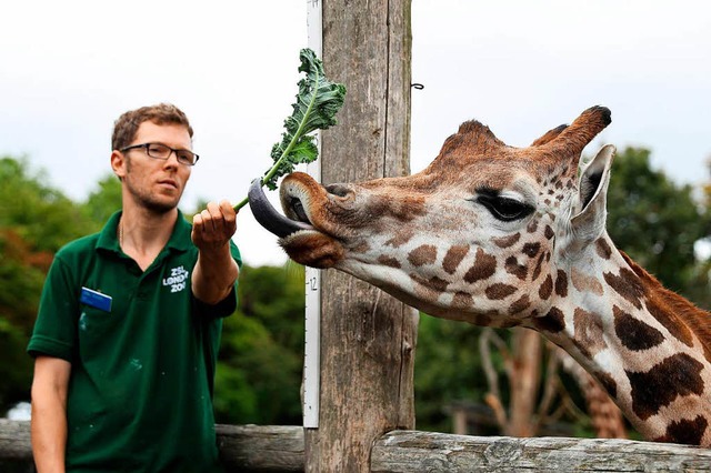 Ein Tierpfleger fttert eine Giraffe im Londoner Zoo.  | Foto: AFP