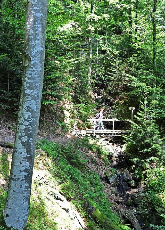 Auf schattigen Pfaden lsst es sich bei Hitze gut wandern.   | Foto: Weishaupt