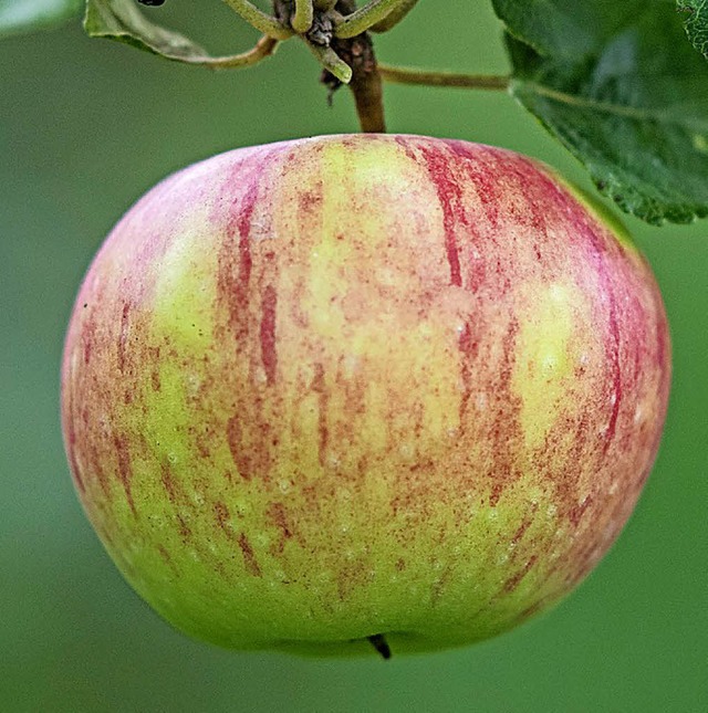Kernkompetenz Apfel  | Foto: dpa