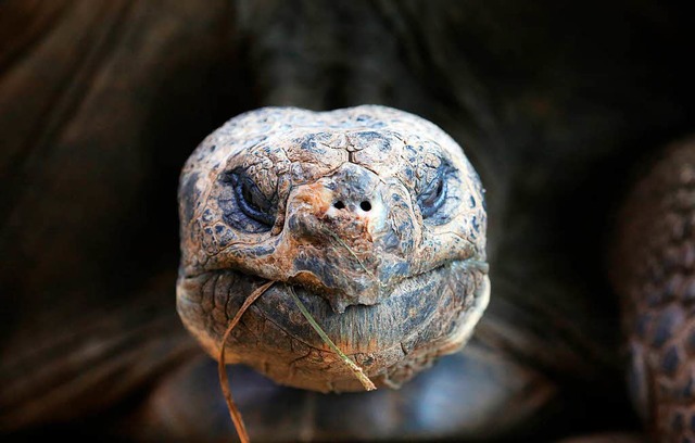 Galapagos-Riesenschildkrten knnen mehr als 150 Jahre alt werden.  | Foto: Bernd Wstneck