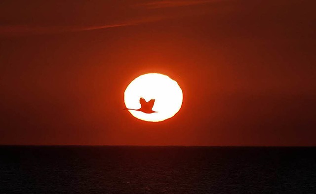 Ein Schwan fliegt bei Sonnenaufgang in...land, Grobritannien, durch die Sonne.  | Foto: dpa