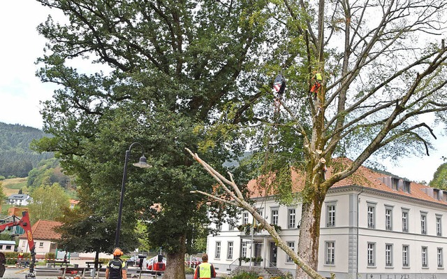 150 Jahre alte Buche im Rathausgarten entfernt.   | Foto: Jger