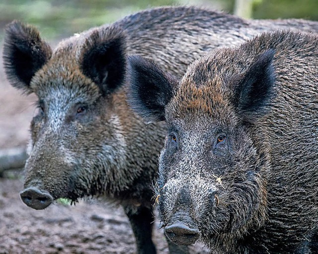Wildschweine knnen mit Trichinellen belastet sein.   | Foto: dpa