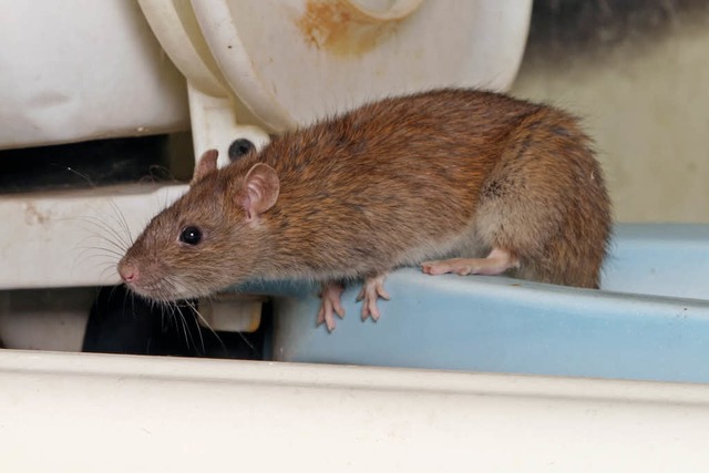 Freiburger Ratten haben es durch den t... an Essen  und Nistmaterial zu kommen.  | Foto: Vladimir Salman