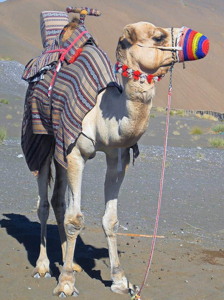 Gut geschtzt vor dem Sand ist dieses Kamel in der Wste Omans. Entdeckt hat es Roman Engers aus Freiburg.  