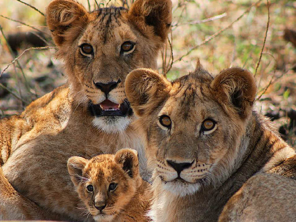 Gut geschtzt vor der Sonne kmmern sich diese Lwinnen um ihren Nachwuchs. Johanney Rischewski aus Lrrach entdeckte sie auf Safari in der Serengeti.  
