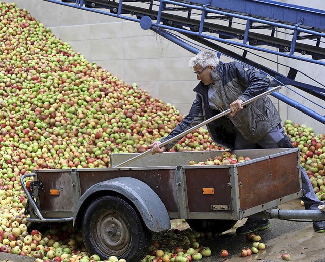 Bei der Fruchtsaftkellerei Frle wurde...er Woche 300 Tonnen pfel angeliefert.  | Foto: Christoph Breithaupt