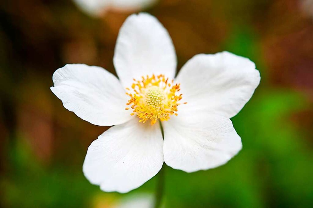 Das große Windröschen Kreis BreisgauHochschwarzwald Badische Zeitung