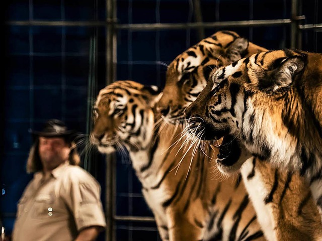 Neben den drei ausgewachsenen Tigern g...im Zirkus Weisheit noch ein Tigerbaby.  | Foto: Weisheit