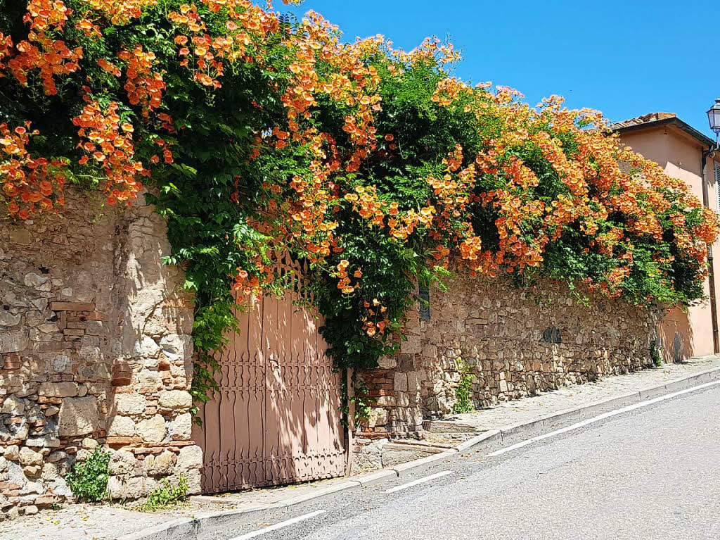 Blumenpracht in Bolgheri, Italien – fotografiert von Petra Baab aus Ihringen.  