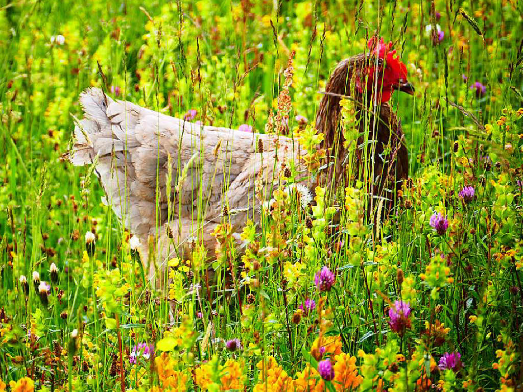 Dieser Hahn tarnt sich vergeblich in den Wildblumen am Grand Ballon in den Vogesen. Klaus Lufer aus Kenzingen hat ihn entdeckt.  