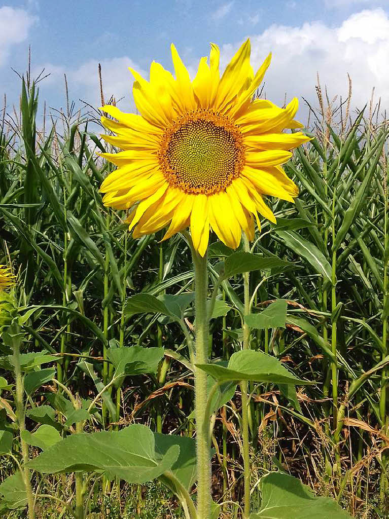 In voller Blte war diese Sonnenblume als Beate Lamminger aus Freiburg sie in Bad Zwischenahn in Niedersachsen fotografierte.  