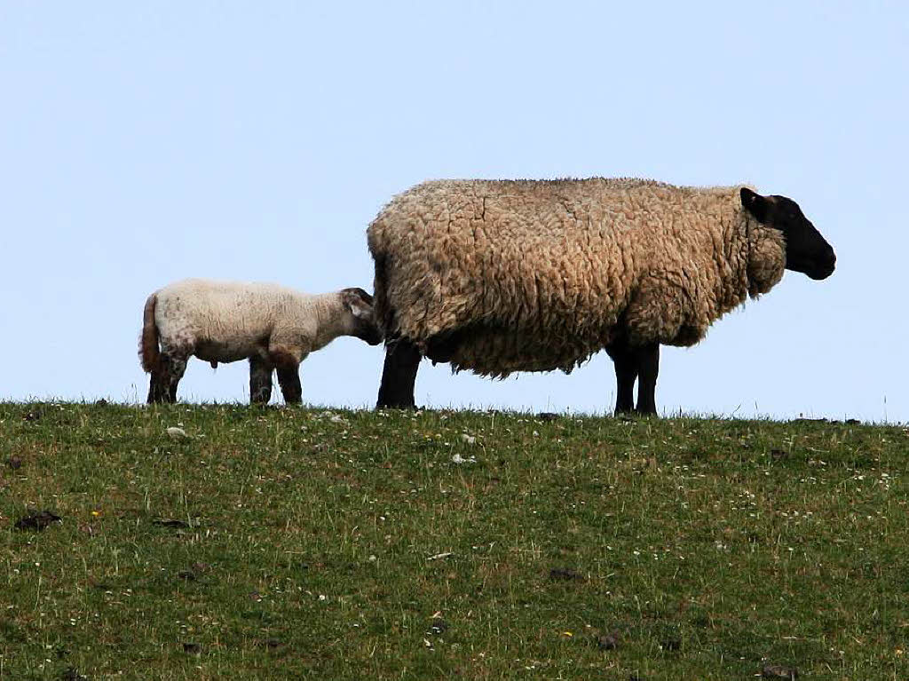 Symbolbild Nordsee: Schafe auf dem Deich. Wolfram Grtz aus Stegen war in St. Peter-Ording.  