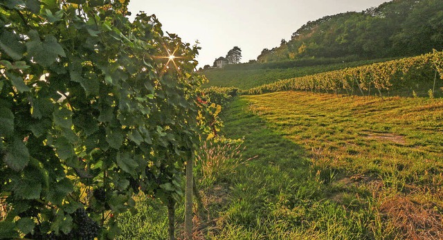Die Weinberge der WG Kippenheim-Mahlberg-Sulz auf der Haselstaude   | Foto: Sandra Decoux-Kone