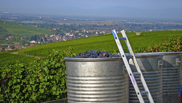 Volle Bottiche: Die Traubenmengen stimmen, so auch am Batzenberg.   | Foto: Gabriele Hennicke