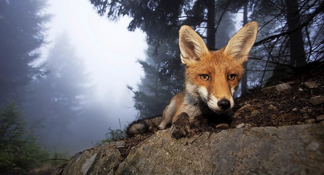 Eindrucksvolle Fotos von Wildtieren si... einer Freilichtausstellung zu sehen.   | Foto: Klaus Echle