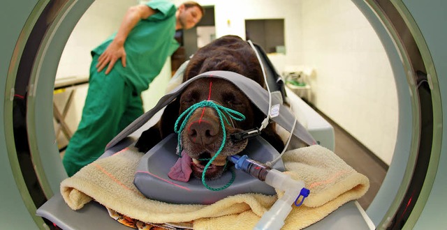 Ein Hund in der Rhre &#8211; medizini...enauso viel mglich wie bei Menschen.   | Foto: dpa
